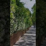 В Этот День Чудесный Светлый Я Желаю Вам Добра
