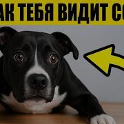 Собака И Мальчик