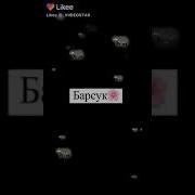 Моя Версия Попугай Барсук
