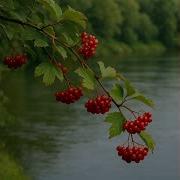 Червона Калина Я Тебе Люблю