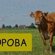 Песня С Четверга На Пятницу Баба Мне Приснилась