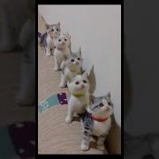 Видео Про Кошку Софу