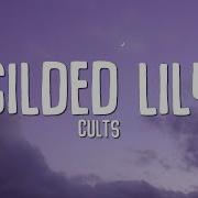 Gilded Lily Sped Up Cults