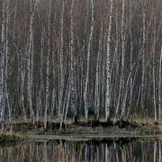 Я В Весеннем Лесу Пил Березовый Сок Караоке