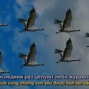 Грустит Кленовая Листва Минус