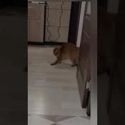 Кот Танцует Под Майкла Джексона