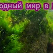 Жизнь В Ялте Олег И Рыжик