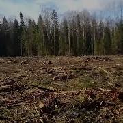 Делянка Заготовка Леса Уборка Делянки Как Пахать Лесную Делянку