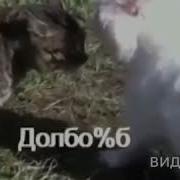 Кот Говорит Долб Б