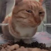 Мистер Свежий Кот Мем
