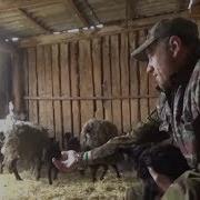 Хорошо В Деревни Летом Пристает Оно К Штиблетам