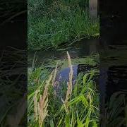 Влад Порфиров Девочка Красивая