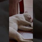Мемный Кот Храпит