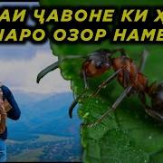 Қиссаҳои Исломи