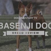 Basenji