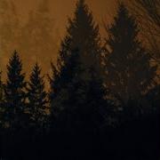 If These Trees Could Talk From Roots To Needles Hd