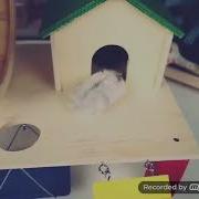 Хомячок Лаки Умерла Прощай До Слёз