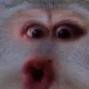 У Нас Холодно Прикол Смешная Обезьяна