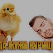 Туш Табири Тушда Жужа Куриш