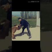 Хабиб И Медведь Настоящий Бой