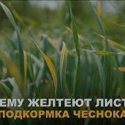 Зовет Помощь