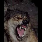 Wolf Sounds 2 Growling