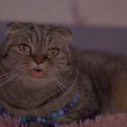 Я Кот Я Толстый Жирный Кот