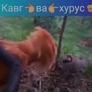 Хуруз Чанг