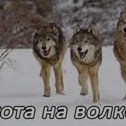 Рассказ Охота На Волков