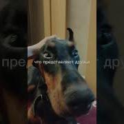 Когда Сказала Что Куплю Добермана