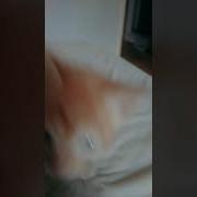 Я Могу Засунуть Кота В Рот