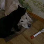 Кот Лижет Собаку Cat Licks Dog