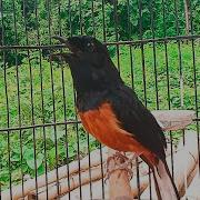 Murai Batu Jadi Emosi Dan Tambah Gacor Jika Diadu Dengan Murai Ini