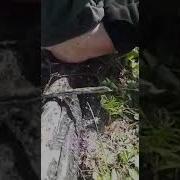 Голой Жопой На Муравейник