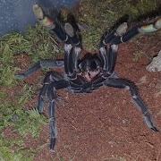 Chilobrachys Kaeng Krachan