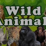 Wild Animals Learn Wild Animals Sounds And Names For Children Kids