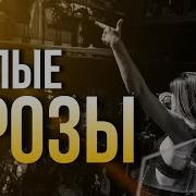 Южане Белые Розы
