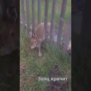 Как Кричит Заяц
