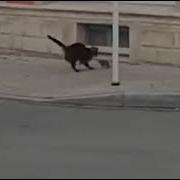 Сейчас Поймаю И Выебу