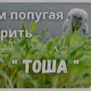 Учим Попугая По Имени Тоша Говорить Видеоурок 2 Тоша Крутоша