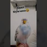 Ладно Скроен Ловко Слеплен