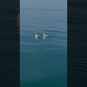 Танцы На Море