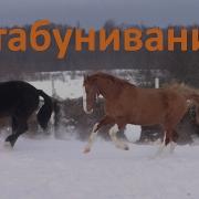 Психология Лошади Стабунивание