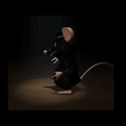 Мышь Танцует Под Текаши Tiktok