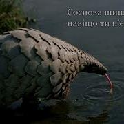 Соснова Шишечко Навіщо Ти П Єш