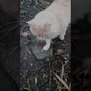 Кота Не Кормят Прикол