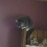 Man Yelling At Cat