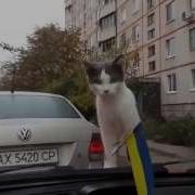 Кот Испугался Дворников В Авто Прикол Угар Круглая Ржака