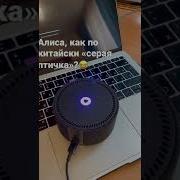 На Китайском Серая Птичка