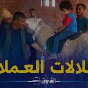 أغلى الكباش المصارعة في الجزائر لن تصدق سعره Youtube
